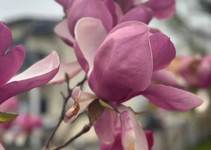 17er Mit Sauna Und Garage * Mondsee